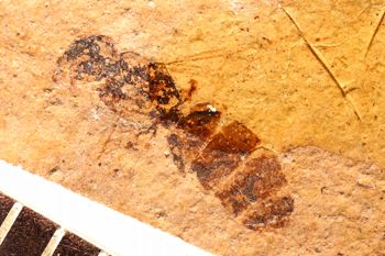 Media type: image;   Entomology PALE-27215